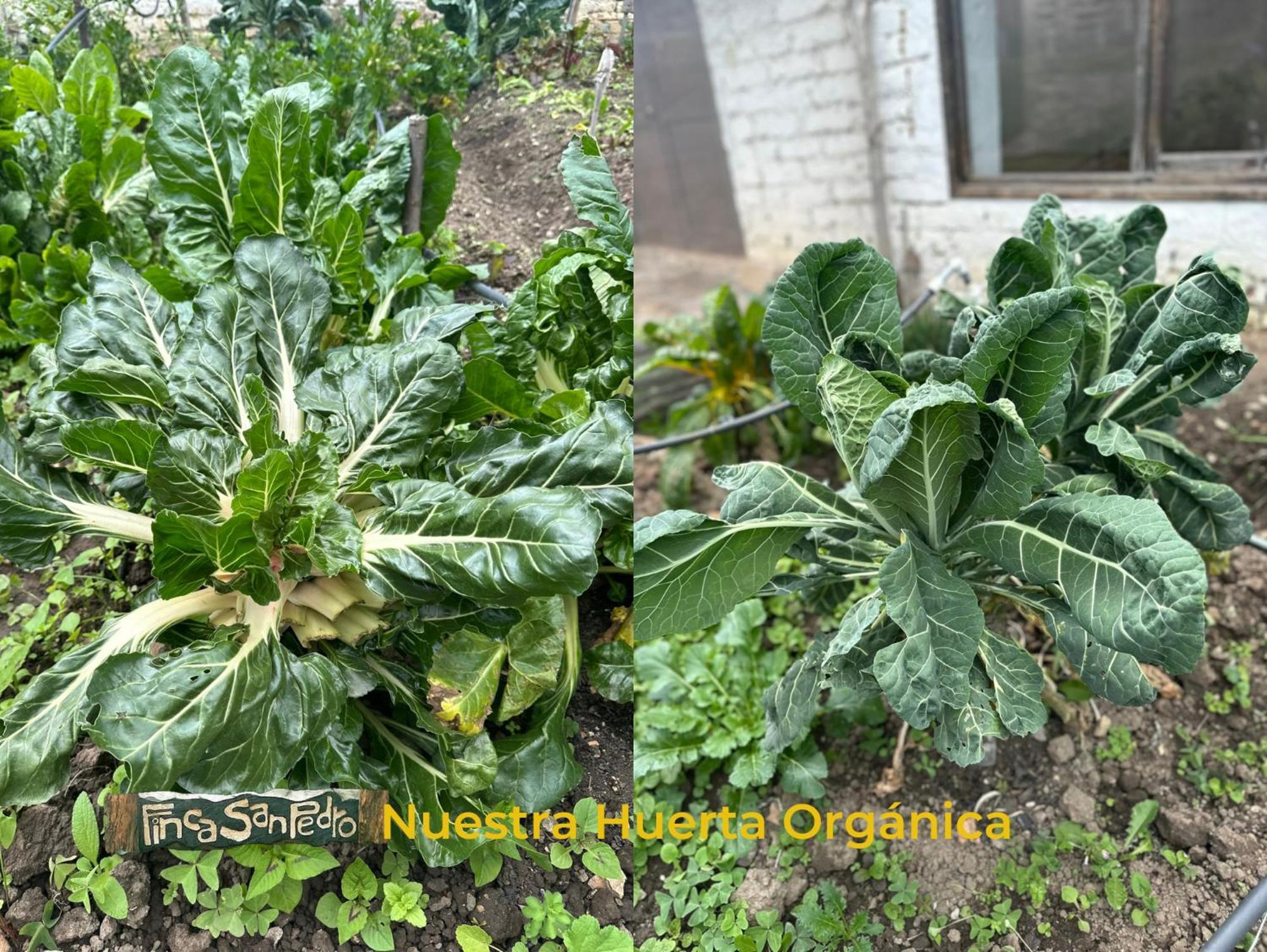 Finca San Pedro -Alojamiento Campestre Y Reserva Natural- Sogamoso Εξωτερικό φωτογραφία